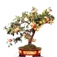 All Season Apple Seeds image