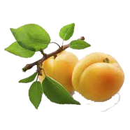 All Season Apricot Tree - 5 Pcs Seeds image
