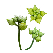 All Season Bakul/Bud Flower - 10 Pcs Seeds image