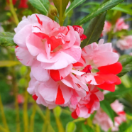 All Season Balsam Flower Seeds - 30 Pcs image