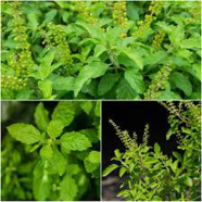 All Season Basil / Tulsi - 15 Pcs Seeds image