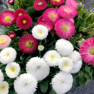 All Season Belies Flower Seeds - 10 Pcs image