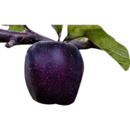 All Season Black Diamond Apple Seeds - 10 Pcs image
