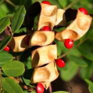 All Season Blood Rare Indian Sandalwood Tree - 5 Pcs Seeds image