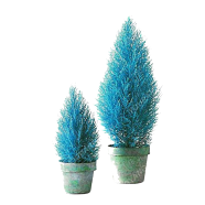 All Season Blue Cypress Tree Seeds - 10 Pcs image