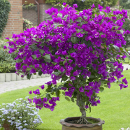 All Season Bougainvillea Mini Plant - 10 Pcs Seeds image