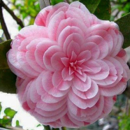 All Season Camellia Flower Bonsai Seeds - 10 Pcs image
