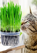 All Season Cat Grass Foliage Plant Bonsai Seeds - 1000 Pcs image