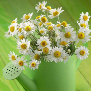 All Season Chamomile Flower Bonsai Seeds -10 Pcs image