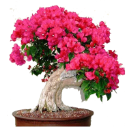 All Season Colorful Climbing Bougainvillea Seeds - 10 Pcs image