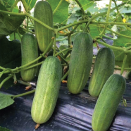 All Season Cucumber Seeds