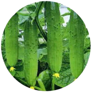All Season Cucumber Seeds - 50 Pcs image