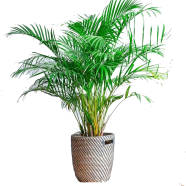 All Season Cycas/ Lady Palm Seeds - 5 Pcs image