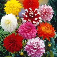 All Season Dahlia Flower -5 - 5 Pcs Seeds image