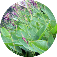 All Season Dealbata Flower Seeds - 20 Pcs image