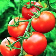 All Season Delicious Tomato Seeds - 20 Pcs image