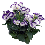 All Season Eustoma Flower Bonsai Seeds - 5 Pcs image