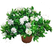 All Season Gardenia Bulbs Jasmine Flower Seeds - 10 Pcs image