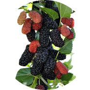 All Season Giant Raspberry Fruit Tree Seeds - 50 Pcs image