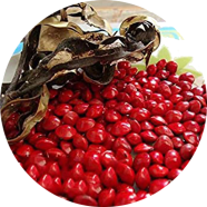 All Season Global Blood Sandalwood Tree - 5 Pcs Seeds image