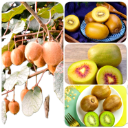 All Season Global Mini Kiwi Fruit Bonsai Seeds - 30 Plus Pcs image