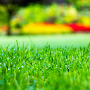 All Season Global Sports Field Grass Seeds - 200 Plus Pcs image