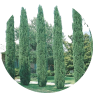 All Season Green Cypress Tree Seeds - 10 Pcs image