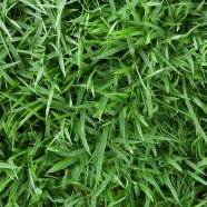 All Season Green Lawn Grass Seeds - 200 Plus Pcs image