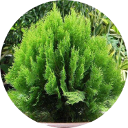 All Season Green Pabon Jhau Tree Seeds - 50 Pcs image
