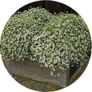 All Season Gypsophila Flower image