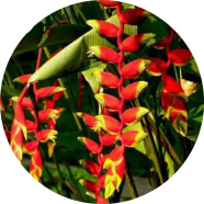 All Season Heliconia Antirrhinum Flower Seeds - 10 Pcs image