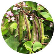 All Season Hybrid Bean -20 Pcs Seeds image