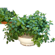 All Season Hybrid Green Pudina -30Plus Seed image