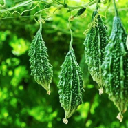 All Season Hybrid Korola (Bitter Gourd) Seeds - 10 Plus image