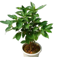 All Season Japanese Cinnamon Bonsai Seeds - 5 Pcs image