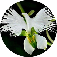 All Season Japanese Radiata Flower Seeds - 50 Pcs image