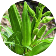 All Season Ladies Finger/Orka - 10 Pcs Seeds image