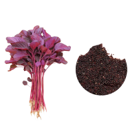 All Season Lal Shak Seeds image