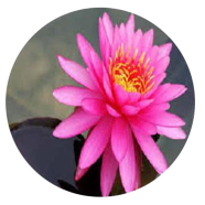 All Season Lotus Flower Bonsai Seeds - 10 Pcs image