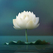 All Season Lotus Flower / Water Lily Seeds - 5 Pcs image