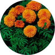 All Season Marigold Flower Bonsai - 15 Pcs Seeds image