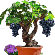 All Season Miniature Grape - 20 Pcs Seeds image