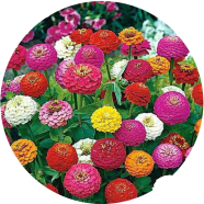 All Season Mix Color Zinnia Flower Seeds - 10 Pcs image