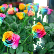 All Season Mix Colour Roses Flower - 20 Pcs Seeds image