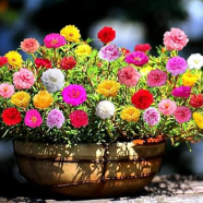 All Season Mixed Color Aparajita Flowers Hybrid Seeds 10 Pcs image