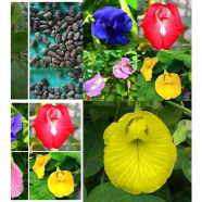 All Season Mixed Color Aparajita Flowers Hybrid Seeds 10 Pcs image