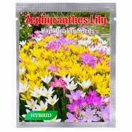 All Season Mixed Zephyranthes Lily Flower Bonsai - 10 Pcs Seeds image