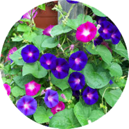 All Season Morning Glory Bonsai Flower Seeds - 20 Pcs image