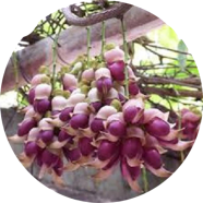 All Season Mucuna Birdwoodiana Tree Seeds - 20 Pcs image