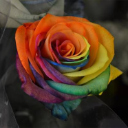 All Season Natural Colorful Mix Roses Flower Seeds - 30 Pcs image